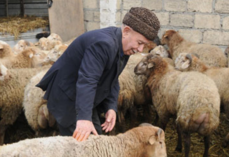 Управление мусульман Кавказа издало фетву по случаю Гурбан байрамы