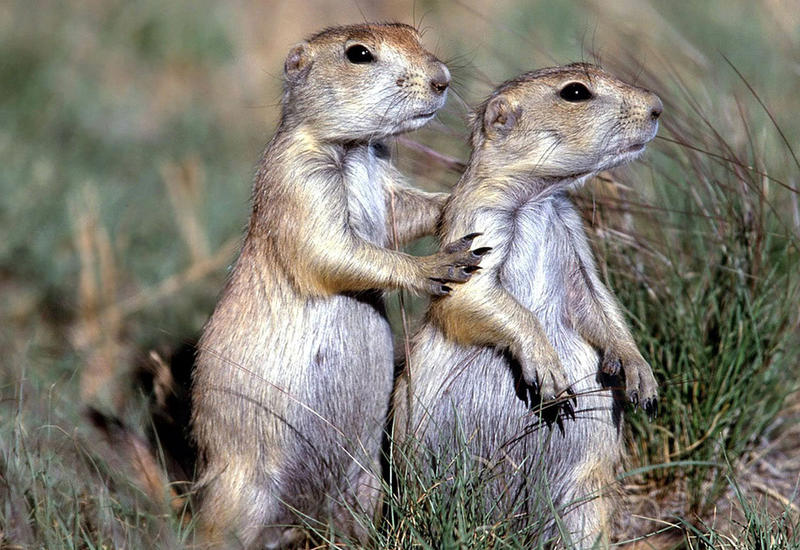 Суслики раскрыли причину женского одиночества