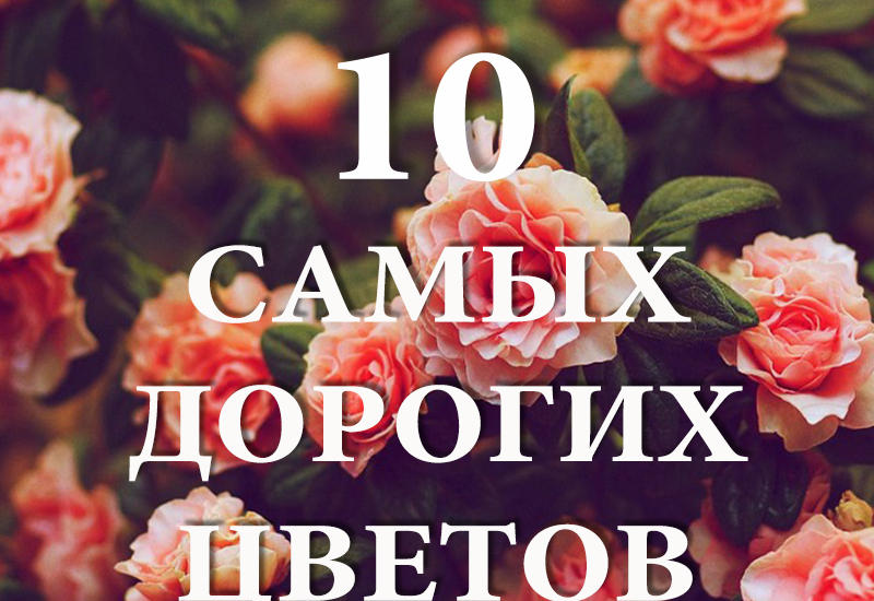 10 самых дорогих цветов в мире