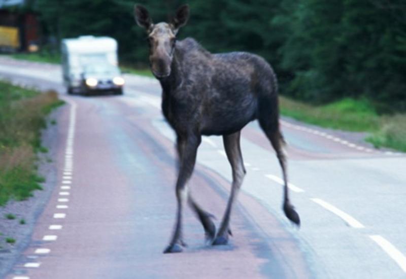 Невиданное зрелище: лось пришел отовариться