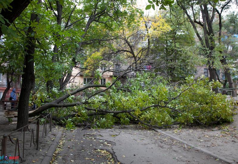 Деревьев-убийц в Баку становится все больше