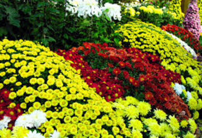 Китайская хризантема попадет в книгу рекордов Гиннесса