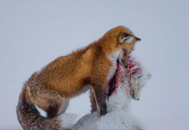 Победители конкурса «Фотограф дикой природы — 2015»