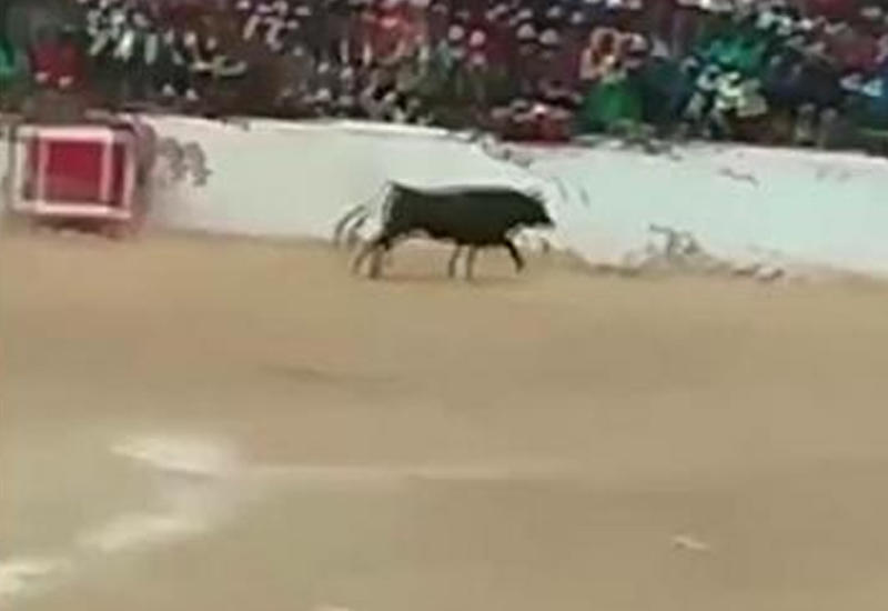 Бык запрыгнул на трибуну