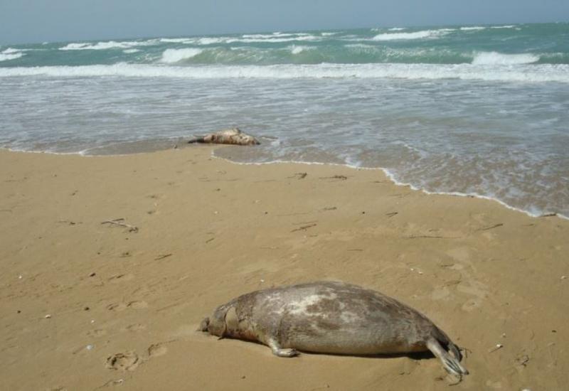 Экологи выяснят, почему на берегах Каспия гибнут тюлени