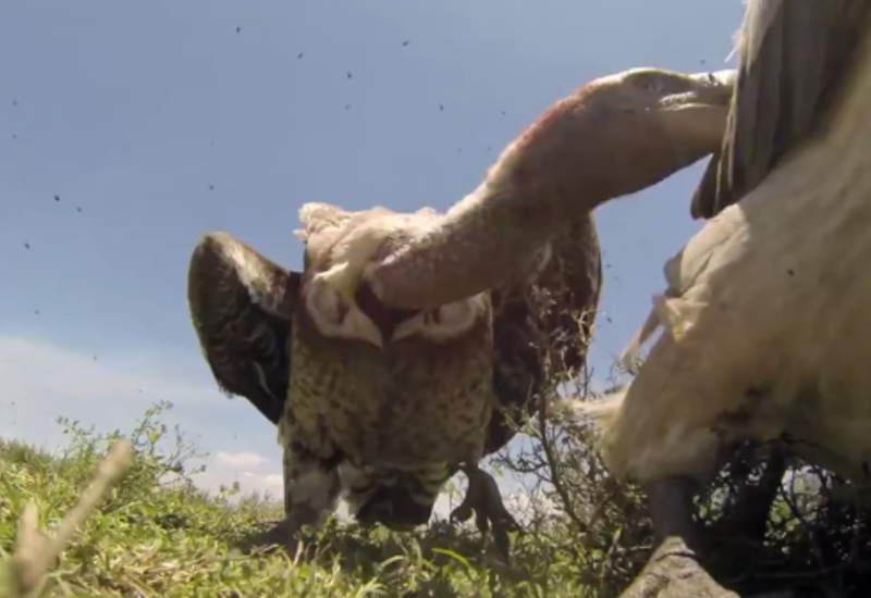 Камеры засняли обед стервятников изнутри