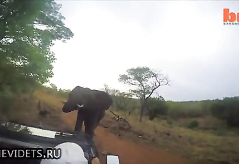 Разъяренная слониха атаковала джип