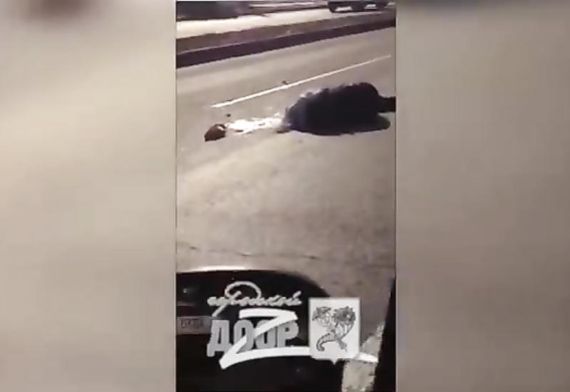 Жуткое ДТП: грузовик насмерть сбил пешехода