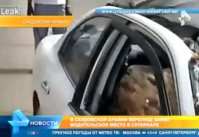 Верблюд протаранил суперкар