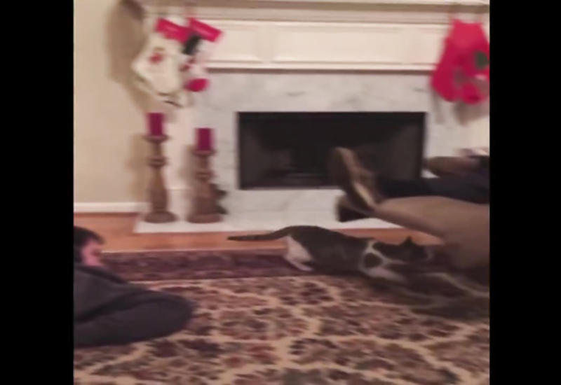 Хозяин не ожидал такого от кота