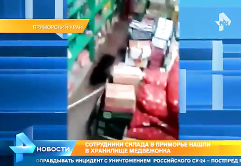 Лицом к лицу с диким зверем