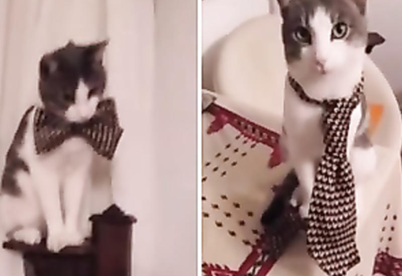Кот, который выбирает себе гардероб