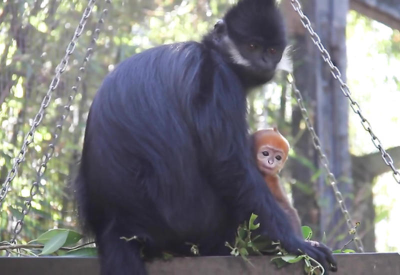 Жители Сиднея рады этому событию