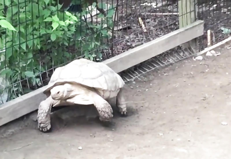 Черепаха спешит на помощь