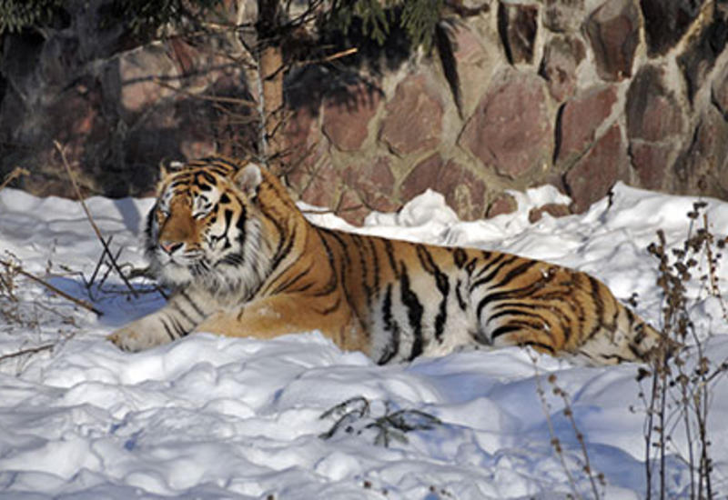 По Москве будут разгуливать хищники