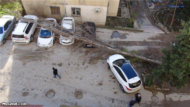 Bakıda ağac 4 avtomobilin üstünə aşdı