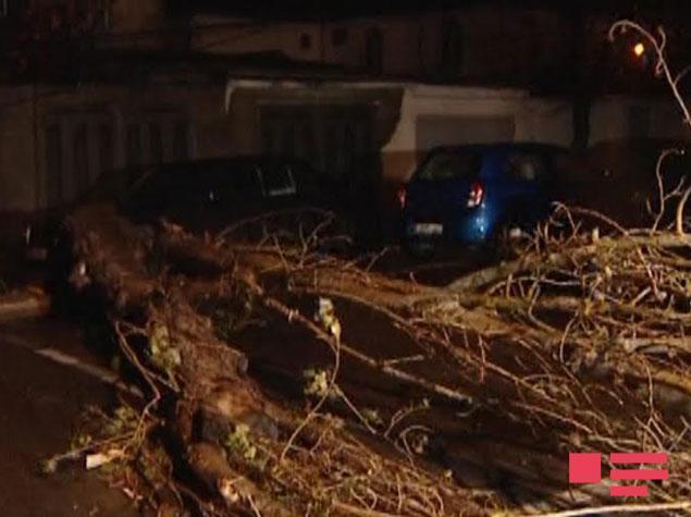 Bakıda ağac aşdı, 3 avtomobili əzildi