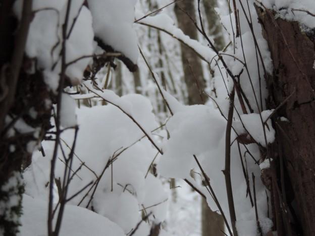 Qubanın əsrarəngiz qış mənzərələri