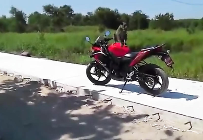 Нешуточный кулачный бой человека и обезьяны