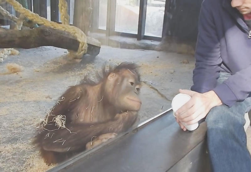 Как рассмешить обезьяну