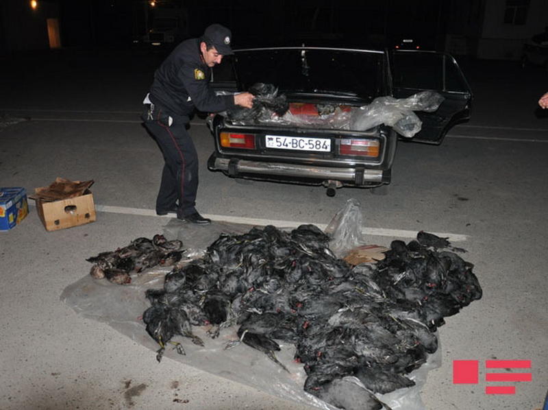В Сабирабаде из "шестерки" изъяли 300 диких птиц