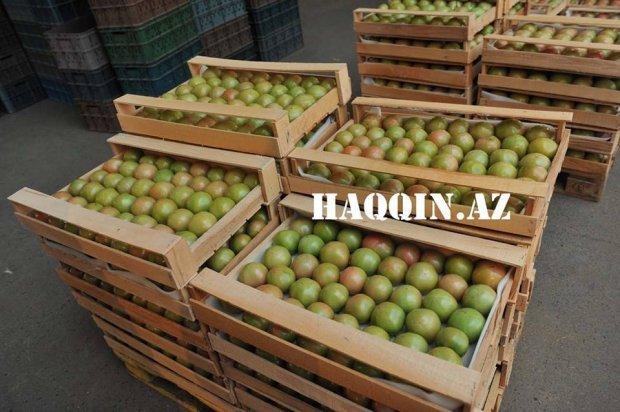 Çovdarovun pomidorlarına görə iki rəis işdən çıxarıldı