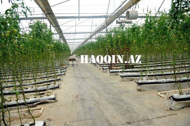 Çovdarovun pomidorlarına görə iki rəis işdən çıxarıldı