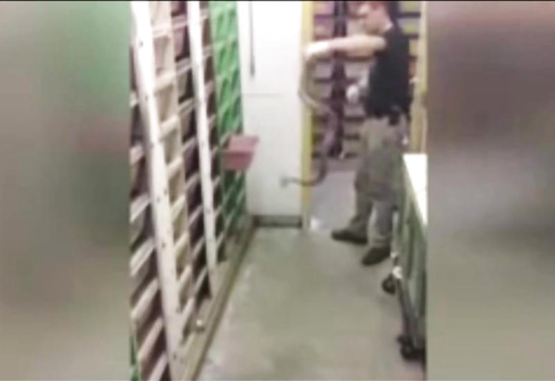 Экстремальное кормление кобр