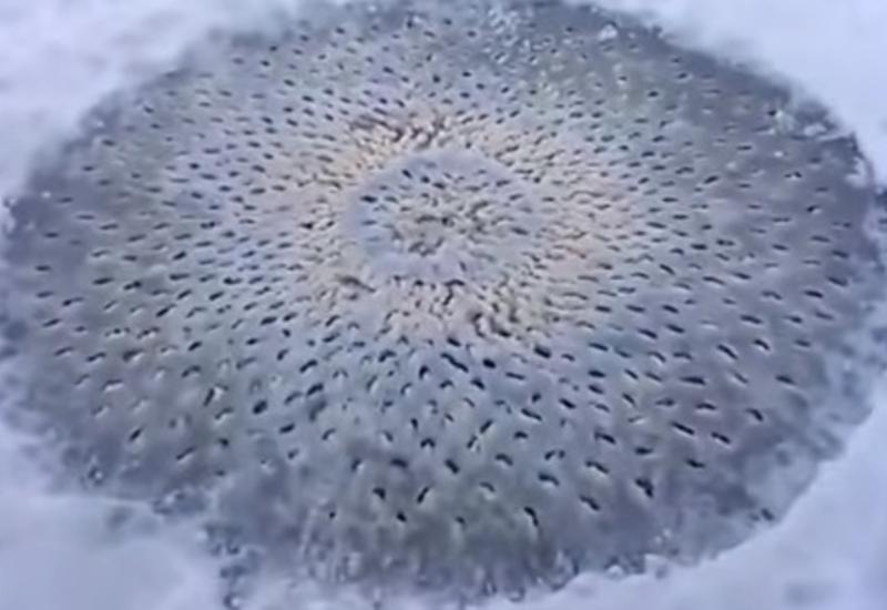 Загадочные круги — НЛО, гнездо инопланетян или?..