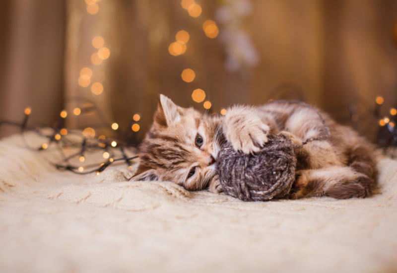 Самые неожиданные причины завести кота