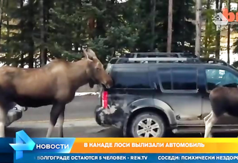 Это стоит видеть: лоси вылизали автомобиль