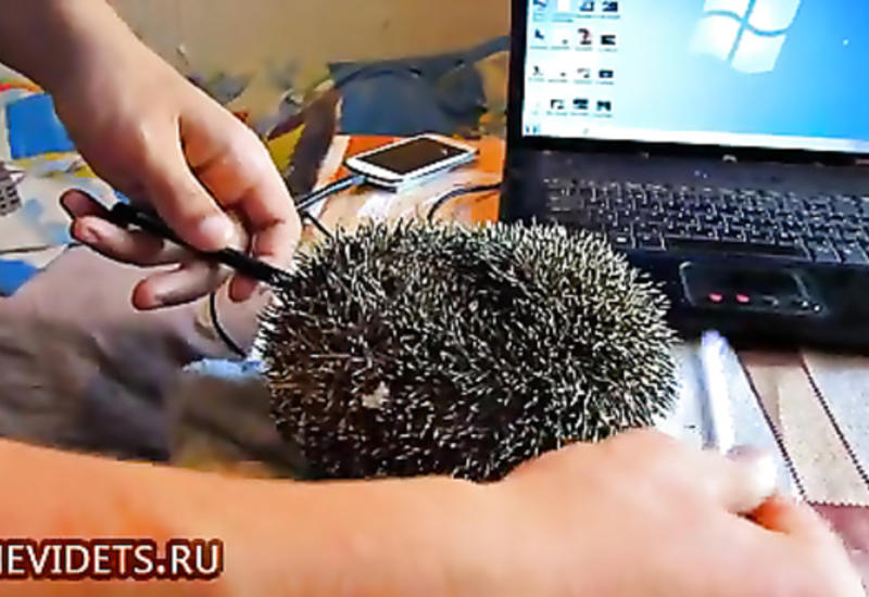 Тайна ежей раскрыта