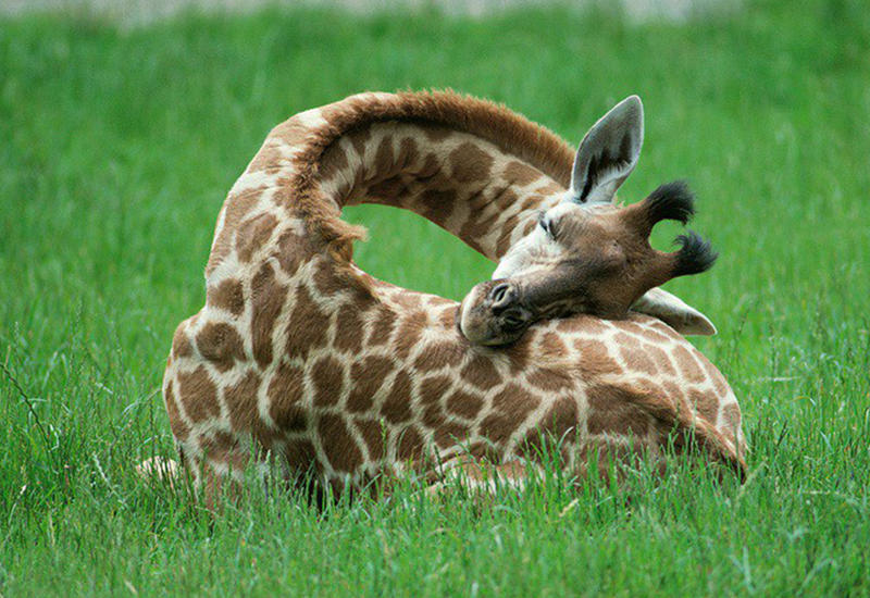 Раскрыта удивительная причина, почему у жирафов такие длинные ноги