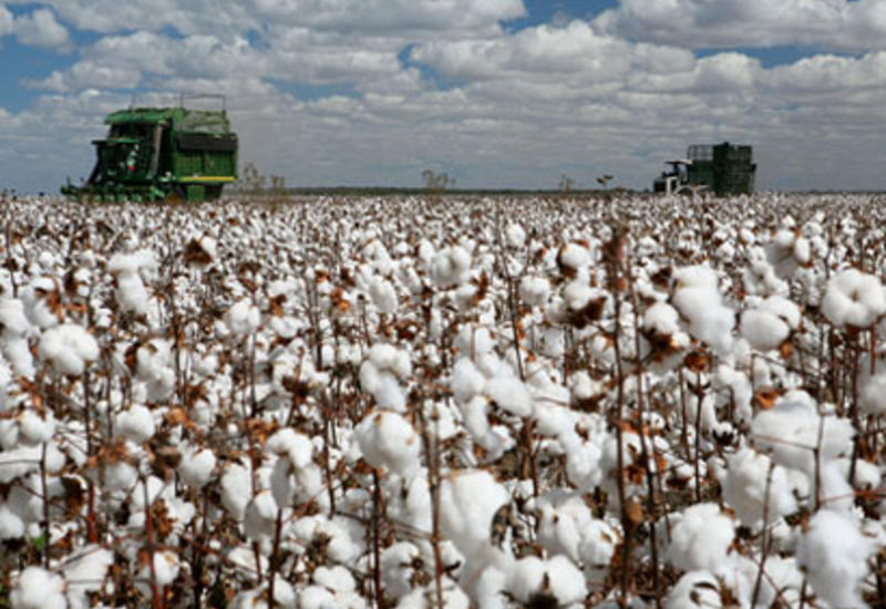Азербайджанское государство поддержит производителей хлопка и табака