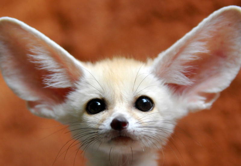 Как завести домашнюю лису