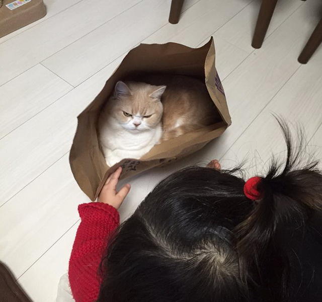 Коюки - новый хмурый кот, покоривший пользователей Сети