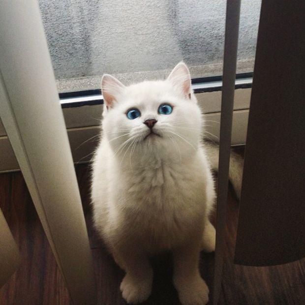 Коби - кот с самыми красивыми глазами