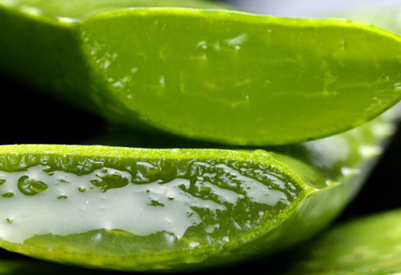 Почему египтяне называли Алоэ Вера "растением бессмертия"