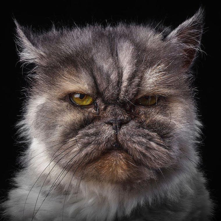 Характер животных в портретах