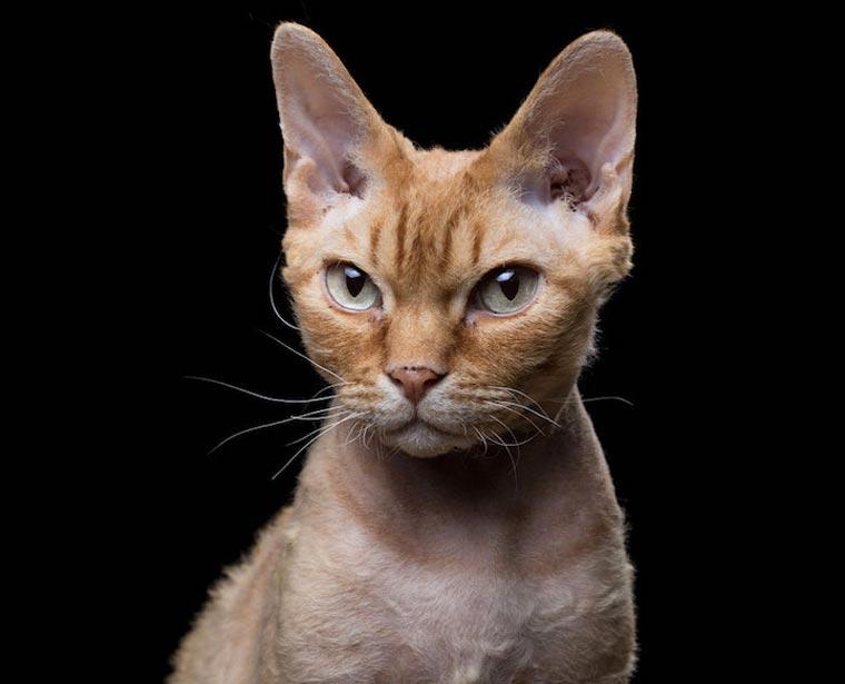 Характер животных в портретах