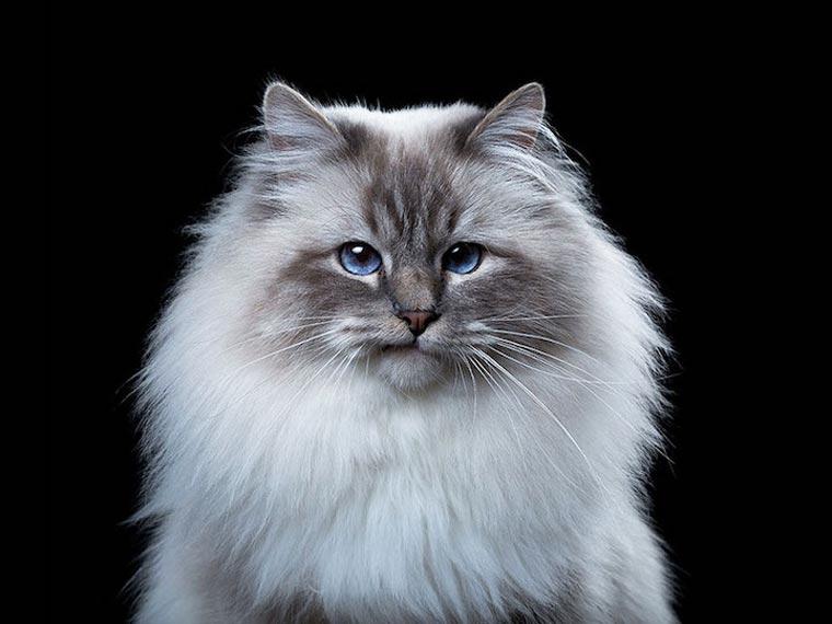 Характер животных в портретах