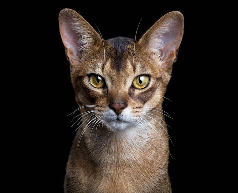 Характер животных в портретах