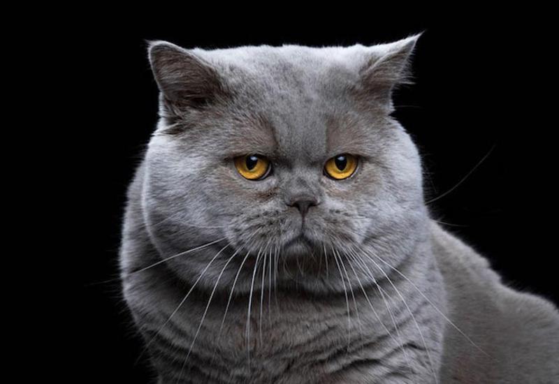 Характер животных в портретах