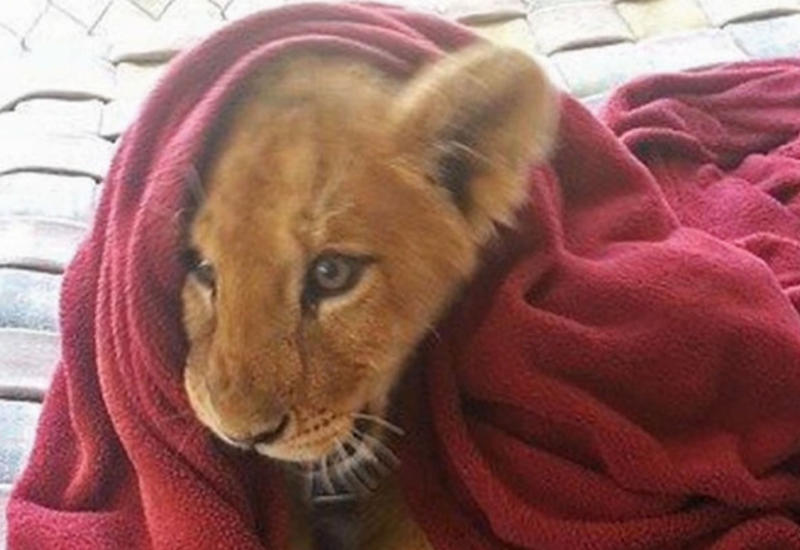 Льва из зоопарка Техаса приучили спать под одеялом