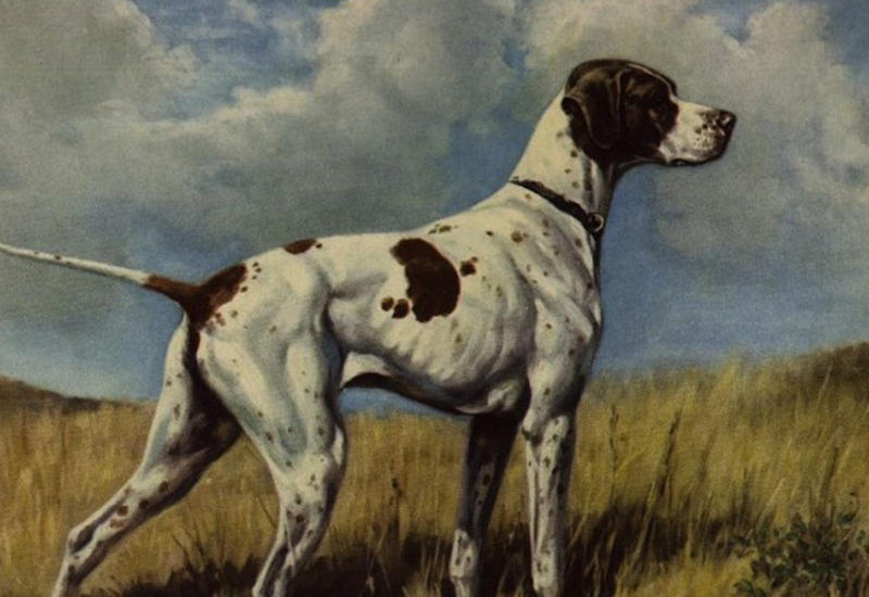 Верный друг: исчезнувшие собачьи породы