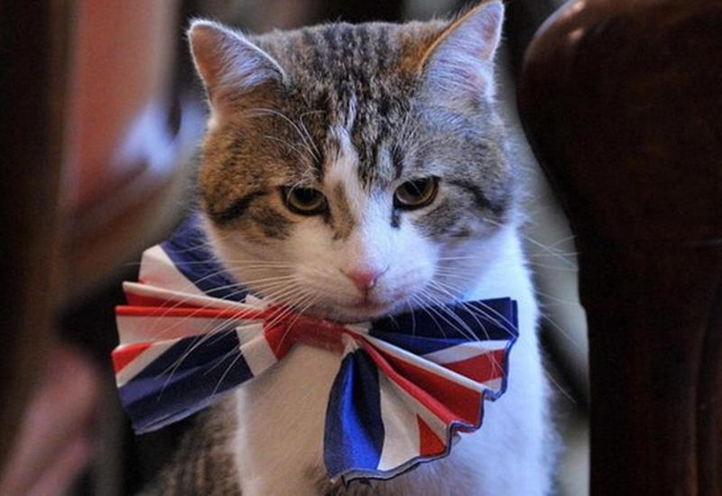 МИД Великобритании взяло на работу кота