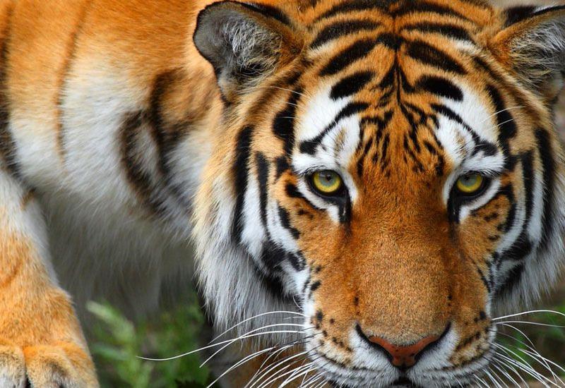 Очевидец заснял момент нападения тигра на сотрудницу зоопарка в Калининграде