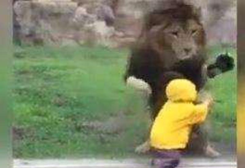 Aslan balaca uşağa hücum çəkdi, amma.. - VİDEO