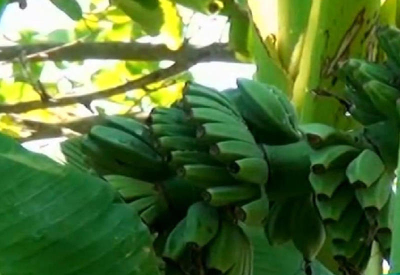 Azərbaycanda banan ağacı bar verdi