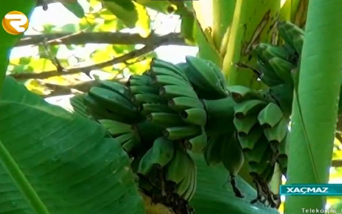 Azərbaycanda banan ağacı bar verdi
